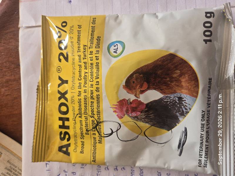 Ashoxy Chick 100g