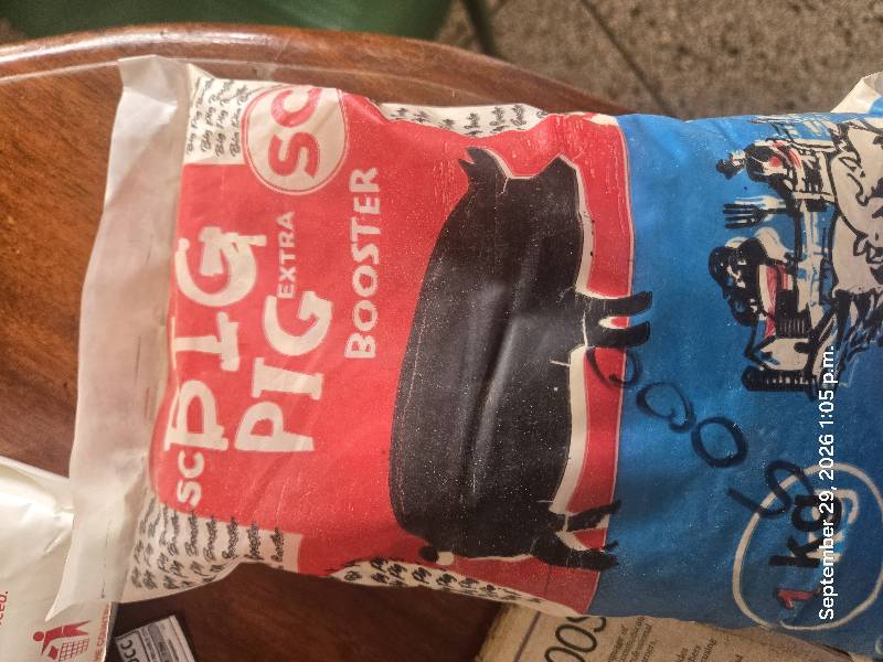 Big pig 1kg