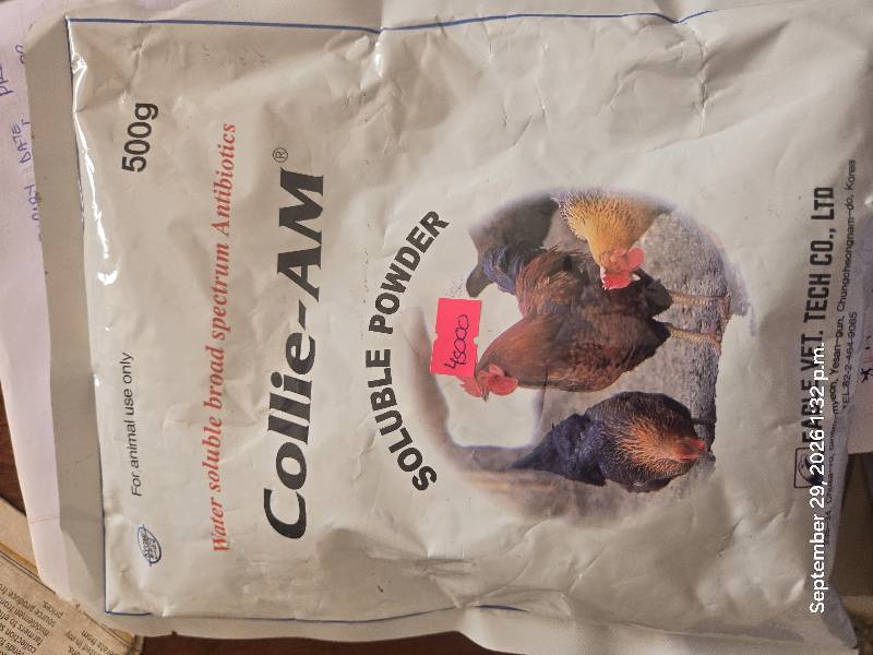 Collie_Am500g