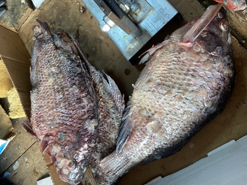 Tilapia Fish