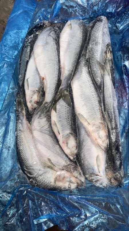 Shawa Herring