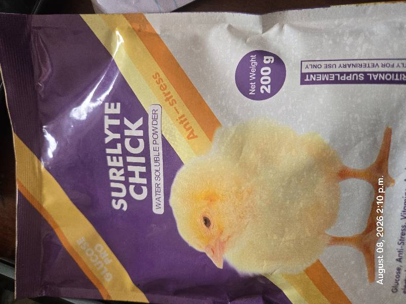 Surelyte Chick