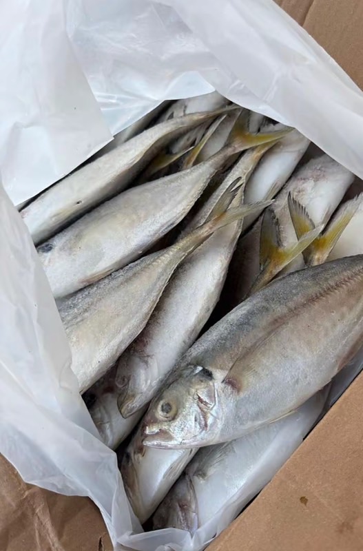 Yellow Tail